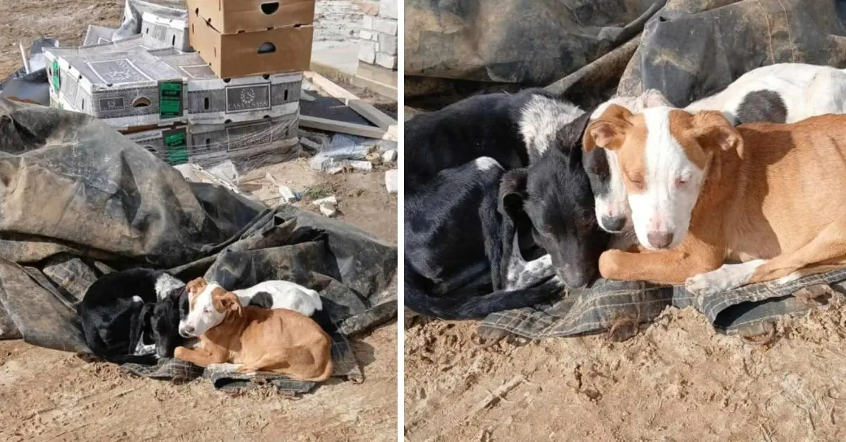 A passerby in Missouri halted upon observing something furry in a pile of trash, only to discover its true identity