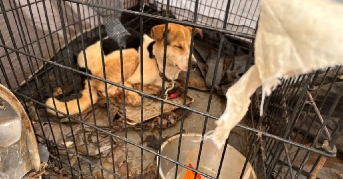 Heartbreak as rescuers discovered that a dog had been chained to a crate inside an outdoor tent