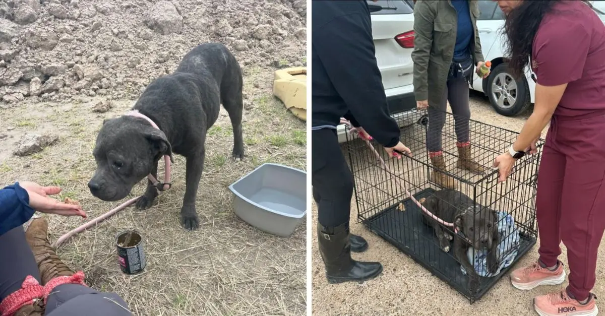 A sick dog discovered at a dumping site in Texas was expected to live for only a few months, yet she astonished everyone with her resilience