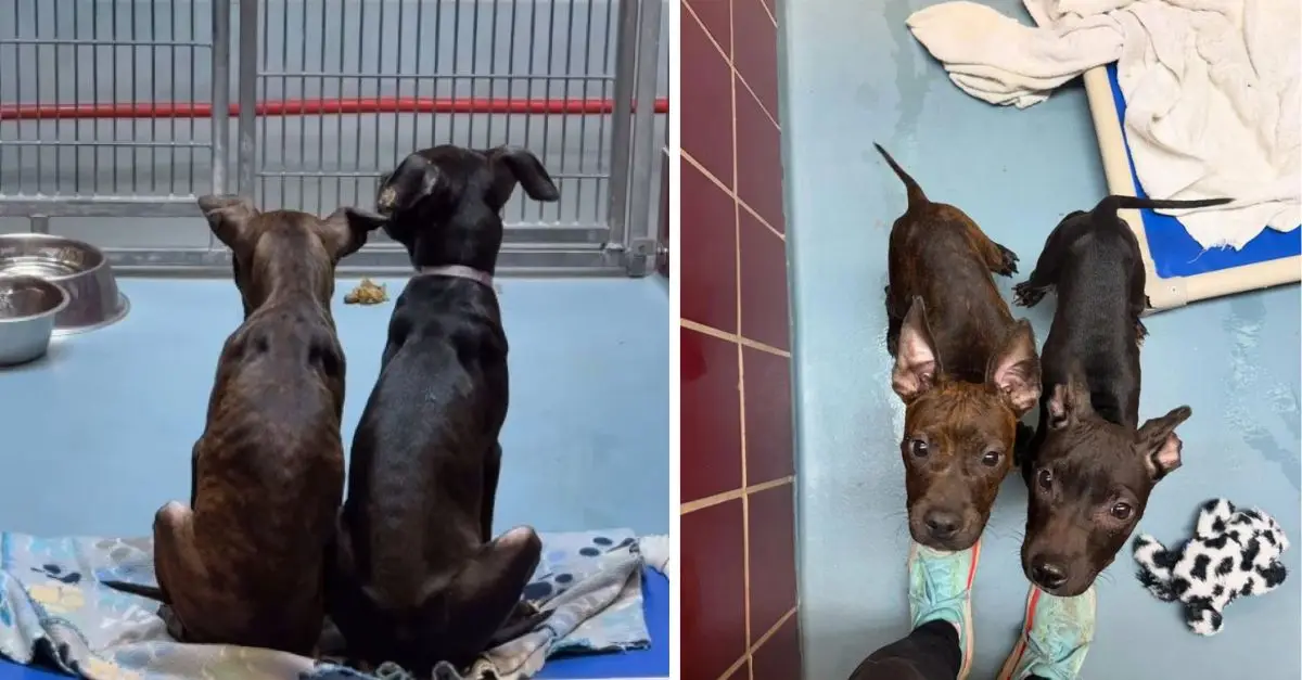 Inseparable Texas dogs abandoned together are unwilling to separate, yearning for a second opportunity before euthanasia