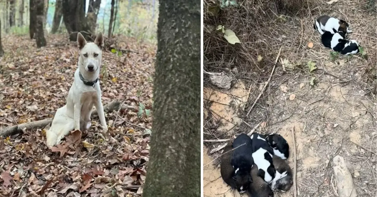 Concerned canine implores a couple to accompany her for a mile, and the explanation is astonishing