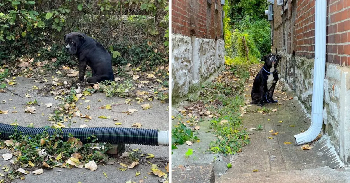 Missouri rescuers were devastated when they discovered a defeated dog staring at them from the street, pleading for help