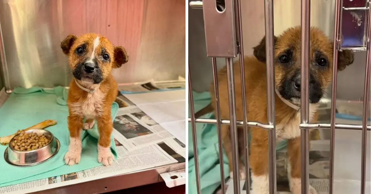 Texas rescuers were astonished when the owner approached them with a request to euthanize her puppy
